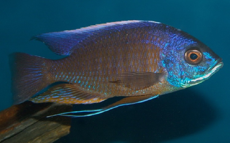 Copadichromis borleyi 'Mara Rocks'